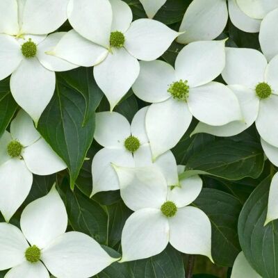 arborix Japanischer Hartriegel 'China Girl' Cornus kousa 50 bis 60 cm im Container Herbstfärbung arborix Japanischer Hartriegel 'China Girl' Cornus kousa 50 bis 60 cm im Container Herbstfärbung
