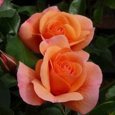 arborix Kletterrose 'Aprikola' Rosa plantofix Apricotfarbene Blüten arborix Kletterrose 'Aprikola' Rosa plantofix Apricotfarbene Blüten