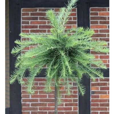 Die Nr-01.de Hochstamm Europäische Zwerg Lärche Kornik 100-125cm - Larix kaempferi Die Nr-01.de Hochstamm Europäische Zwerg Lärche Kornik 100-125cm - Larix kaempferi