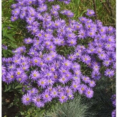 Die Nr-01.de Sommeraster King George - Aster amellus Die Nr-01.de Sommeraster King George - Aster amellus