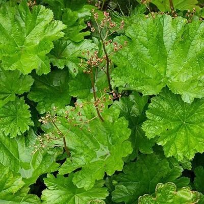 arborix 6 x Schildblatt Darmera peltata Topf 9cm Großblättrig arborix 6 x Schildblatt Darmera peltata Topf 9cm Großblättrig