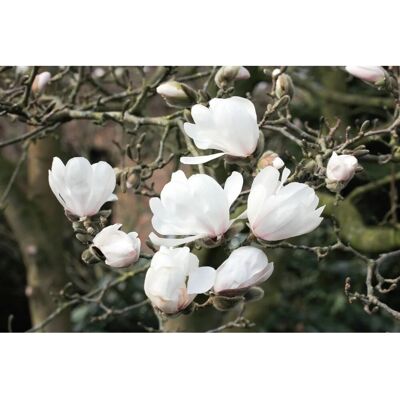 Pflanzen für dich Magnolia Loebneri Sternmagnolie Wildcat 100-125 cm Pflanzen für dich Magnolia Loebneri Sternmagnolie Wildcat 100-125 cm