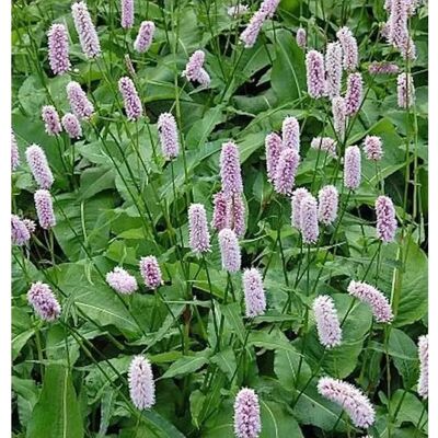 Die Nr-01.de Knöterich Superba - Persicaria bistorta Die Nr-01.de Knöterich Superba - Persicaria bistorta