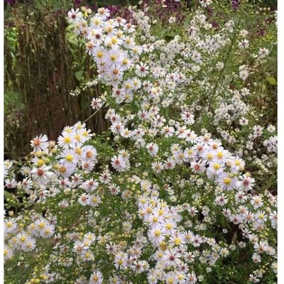 Die Nr-01.de Myrtenaster Herbstmyrthe - Aster ericoides Die Nr-01.de Myrtenaster Herbstmyrthe - Aster ericoides