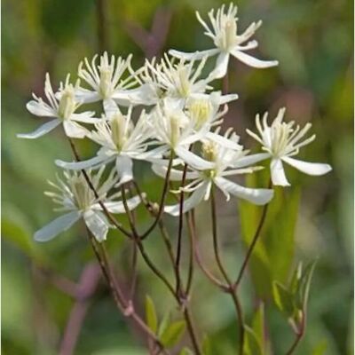Die Nr-01.de Staudenclematis Purpurea 60-80cm - Clematis recta Die Nr-01.de Staudenclematis Purpurea 60-80cm - Clematis recta