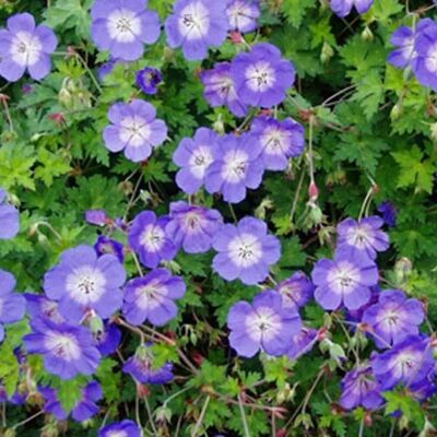 arborix 6 x Storchschnabel 'Rozanne' Geranium Topf 9cm Langblühend arborix 6 x Storchschnabel 'Rozanne' Geranium Topf 9cm Langblühend
