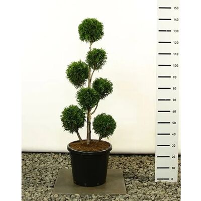 Pflanzen-Boering Thuja Martin Gartenbonsai Gesamthöhe 130-140 cm Winterharte Zypresse Bonsai Pflanzen-Boering Thuja Martin Gartenbonsai Gesamthöhe 130-140 cm Winterharte Zypresse Bonsai