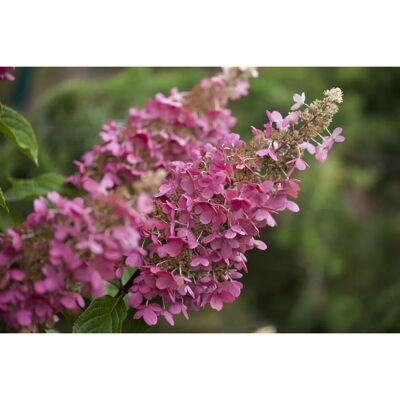 Pflanzen für dich Hydrangea Paniculata Rispenhortensie Little Quick Fire 80-100 cm Pflanzen für dich Hydrangea Paniculata Rispenhortensie Little Quick Fire 80-100 cm