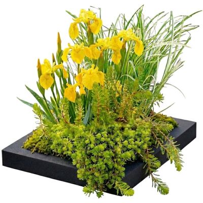 Vdvelde Filterinsel Für Teich 25x25 Cm Komplettset Mit 4 Wasserpflanzen Vdvelde Filterinsel Für Teich 25x25 Cm Komplettset Mit 4 Wasserpflanzen