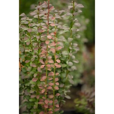 Pflanzen für dich Berberis Thunbergii Helmond Pillar Säulen-Berberitze Rot 25–30 cm Pflanzen für dich Berberis Thunbergii Helmond Pillar Säulen-Berberitze Rot 25–30 cm