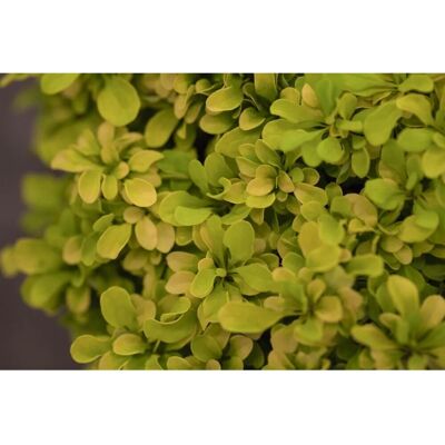Pflanzen für dich Berberis Thunbergii Golden Nugget Gelblaubig 15–20 cm Pflanzen für dich Berberis Thunbergii Golden Nugget Gelblaubig 15–20 cm