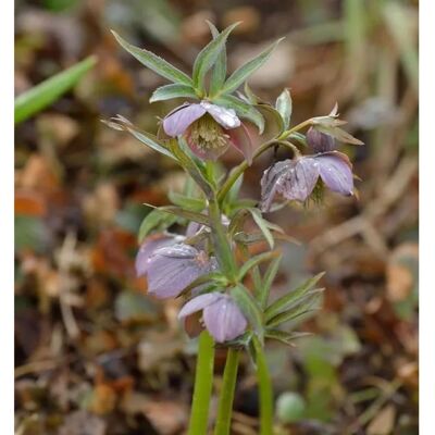 Die Nr-01.de Purpur Lenzrose - Helleborus purpurascens Die Nr-01.de Purpur Lenzrose - Helleborus purpurascens