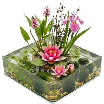 Vdvelde Mini Teich Komplettset Rosa 25 Bis 90L 11 Wasserpflanzen & Bakterien Vdvelde Mini Teich Komplettset Rosa 25 Bis 90L 11 Wasserpflanzen & Bakterien
