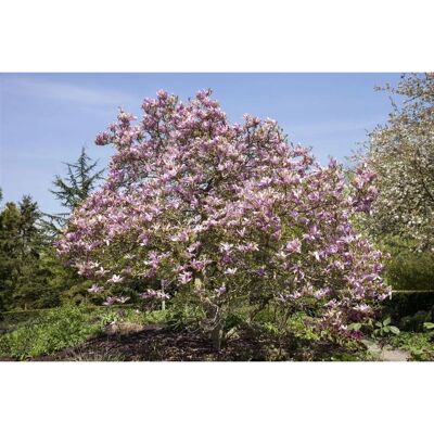 Pflanzen für dich Magnolia 'Galaxy' Magnolie 80-100 cm Pflanzen für dich Magnolia 'Galaxy' Magnolie 80-100 cm