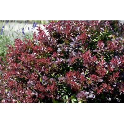 Pflanzen für dich Berberis Thunbergii Concorde Blutberberitze Kompakt 15–20 cm Pflanzen für dich Berberis Thunbergii Concorde Blutberberitze Kompakt 15–20 cm