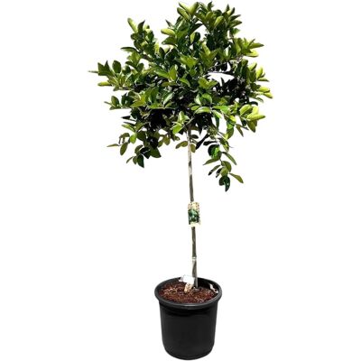 Sunny-Tree Limettenbaum Große 160 Zentimeter Citrus Aurantifolia Obstbaum Fruchtbildend 8 Jähriger Limettenbaum Sunny-Tree Limettenbaum Große 160 Zentimeter Citrus Aurantifolia Obstbaum Fruchtbildend 8 Jähriger Limettenbaum