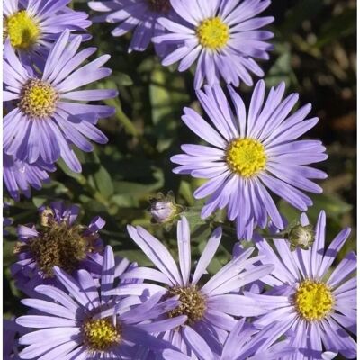 Die Nr-01.de Sommeraster Mira - Aster amellus Die Nr-01.de Sommeraster Mira - Aster amellus