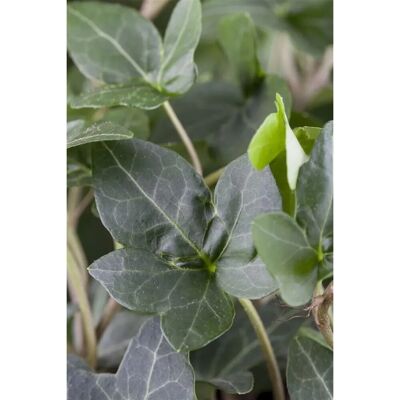 Pflanzen für dich Hedera Helix Plattensee Efeu Immergrün 150–200 cm Pflanzen für dich Hedera Helix Plattensee Efeu Immergrün 150–200 cm