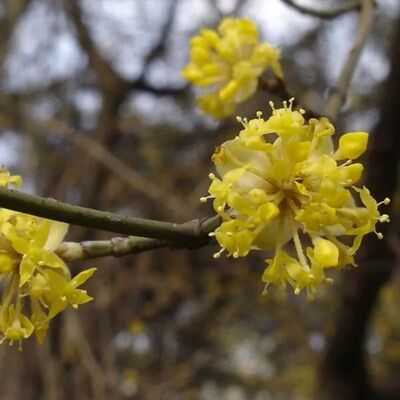 arborix Kornelkirsche Cornus mas 40 bis 60 cm im Container Zier- und Fruchtgehölz arborix Kornelkirsche Cornus mas 40 bis 60 cm im Container Zier- und Fruchtgehölz