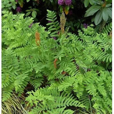 Die Nr-01.de Purpur Königsfarn - Osmunda regalis Purpurascens Die Nr-01.de Purpur Königsfarn - Osmunda regalis Purpurascens