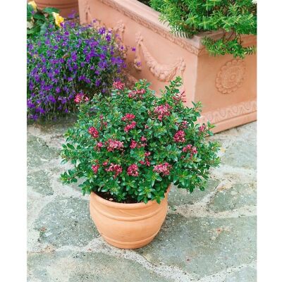 Pflanzen für dich Escallonia Red Dream Immergrün Rote Blüten Ca. 2-3 Liter Container Pflanzen für dich Escallonia Red Dream Immergrün Rote Blüten Ca. 2-3 Liter Container