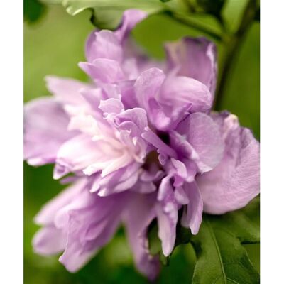 Pflanzen für dich Hibiscus Syriacus Ardens Gartenhibiskus Lila Blüten 80 cm Stammhöhe Pflanzen für dich Hibiscus Syriacus Ardens Gartenhibiskus Lila Blüten 80 cm Stammhöhe