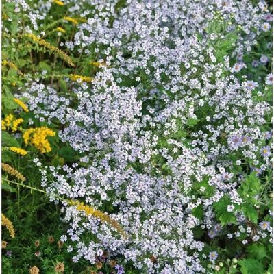 Die Nr-01.de Myrtenaster Monte Cassino - Aster pringlei Die Nr-01.de Myrtenaster Monte Cassino - Aster pringlei