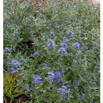 Die Nr-01.de Bartblume Kew Blue 40-60cm - Caryopteris clandonensis Die Nr-01.de Bartblume Kew Blue 40-60cm - Caryopteris clandonensis