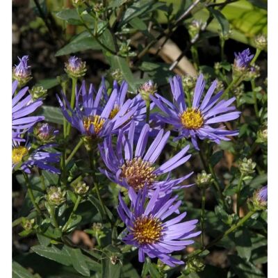 Die Nr-01.de Sommeraster Sternkugel - Aster amellus Die Nr-01.de Sommeraster Sternkugel - Aster amellus
