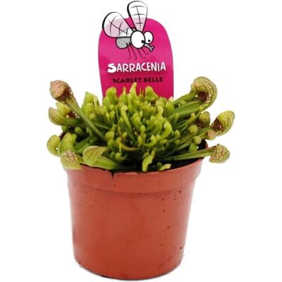 Exotenherz Schlauchpflanze Sarracenia Psittacina Hybr. Scarlett Belle Fleischfressende Pflanze 9cm Topf Exotenherz Schlauchpflanze Sarracenia Psittacina Hybr. Scarlett Belle Fleischfressende Pflanze 9cm Topf