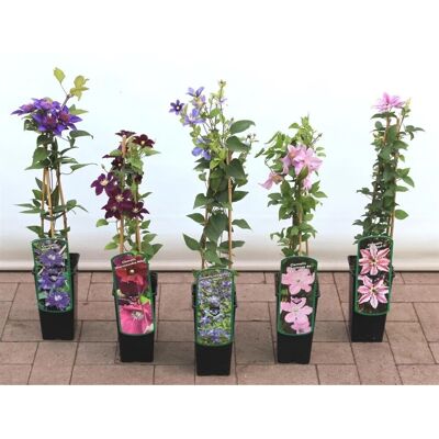 Pflanzen für dich Clematis Souv. Du Capitaine Thuilleaux Rosa-Weiß 40–60 cm Pflanzen für dich Clematis Souv. Du Capitaine Thuilleaux Rosa-Weiß 40–60 cm