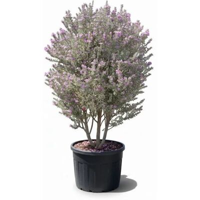 Sunny-Tree Leucophyllum fruticans C150L 200 cm Mediterraner Strauch Silbergraues Laub Violette Blüte Winterhart bis -5 °C Sunny-Tree Leucophyllum fruticans C150L 200 cm Mediterraner Strauch Silbergraues Laub Violette Blüte Winterhart bis -5 °C