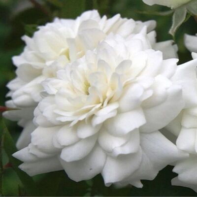 arborix Bodendeckerrose 'Sea Foam' Rosa plantofix Weiße Blüten arborix Bodendeckerrose 'Sea Foam' Rosa plantofix Weiße Blüten