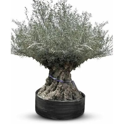 Sunny-Tree Winterharte Olivenbaum Bonsai 250 cm 275 Jahre Alter Olivenbaum Olea Europaea Fruchttragend Sunny-Tree Winterharte Olivenbaum Bonsai 250 cm 275 Jahre Alter Olivenbaum Olea Europaea Fruchttragend