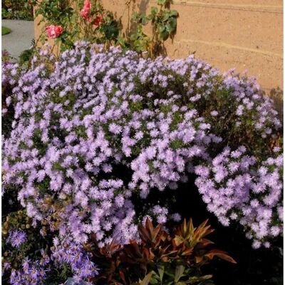 Die Nr-01.de Sommeraster Kylie - Aster amellus Die Nr-01.de Sommeraster Kylie - Aster amellus