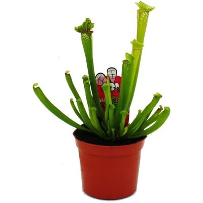 Exotenherz Schlauchpflanze Sarracenia Leucophylla Fleischfressende Pflanze 9cm Topf Exotenherz Schlauchpflanze Sarracenia Leucophylla Fleischfressende Pflanze 9cm Topf