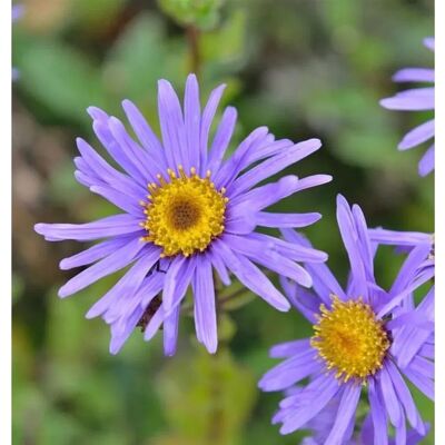 Die Nr-01.de Berg Aster Grunder - Aster frikartii Die Nr-01.de Berg Aster Grunder - Aster frikartii