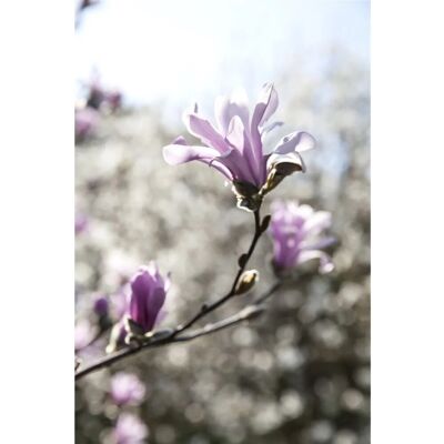 Pflanzen für dich Magnolia Loebneri Sternmagnolie Leonard Messel 60-80 cm Pflanzen für dich Magnolia Loebneri Sternmagnolie Leonard Messel 60-80 cm