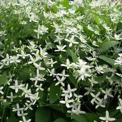 arborix Immergrüne Waldrebe 'Snow Bells' Clematis armandii 60 bis 80 cm im Container Weiße Blüten arborix Immergrüne Waldrebe 'Snow Bells' Clematis armandii 60 bis 80 cm im Container Weiße Blüten