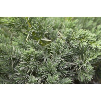 Pflanzen für dich Juniperus Squamata Meyeri Blauer Zwergwacholder 20–30 cm Pflanzen für dich Juniperus Squamata Meyeri Blauer Zwergwacholder 20–30 cm