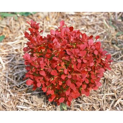 Pflanzen für dich Berberis Thunbergii Lutin Rouge Rote Heckenberberitze 30–40 cm Pflanzen für dich Berberis Thunbergii Lutin Rouge Rote Heckenberberitze 30–40 cm