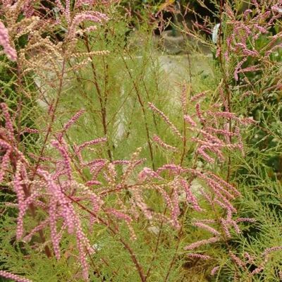 Arborix - Tamarix ramosissima Pink Cascade - 60-80 cm - Strauch Arborix - Tamarix ramosissima Pink Cascade - 60-80 cm - Strauch