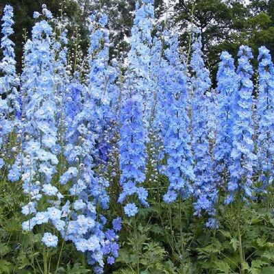 arborix 6 x Pacific-Rittersporn 'Summer Skies' Delphinium Topf 9cm Hellblaue Blüten arborix 6 x Pacific-Rittersporn 'Summer Skies' Delphinium Topf 9cm Hellblaue Blüten