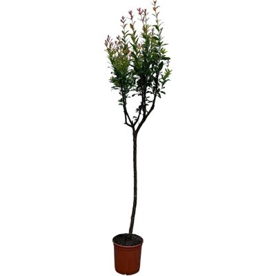 Sunny-Tree Granatapfelbaum Winterharter Obstbaum Punica Granatum Höhe 160 Zentimeter Sunny-Tree Granatapfelbaum Winterharter Obstbaum Punica Granatum Höhe 160 Zentimeter