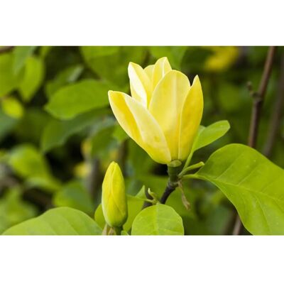 Pflanzen für dich Magnolia Daphne Magnolie Rosa Blüten 100–125 cm Pflanzen für dich Magnolia Daphne Magnolie Rosa Blüten 100–125 cm