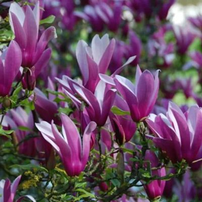 arborix Magnolie 'Nigra' Magnolia,iliiflora 50 bis 60 cm im Container Dunkelrosa Blüten arborix Magnolie 'Nigra' Magnolia,iliiflora 50 bis 60 cm im Container Dunkelrosa Blüten