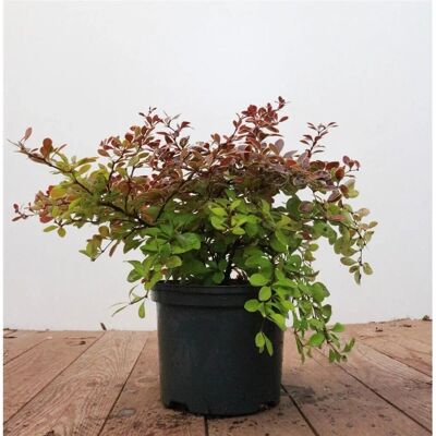 Pflanzen für dich Berberis thunbergii 'Golden Ring' 25-30 cm Pflanzen für dich Berberis thunbergii 'Golden Ring' 25-30 cm