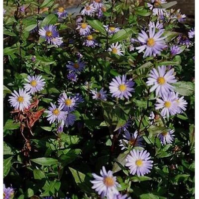 Die Nr-01.de Herbstwild Aster Calliope - Aster,aevis Die Nr-01.de Herbstwild Aster Calliope - Aster,aevis
