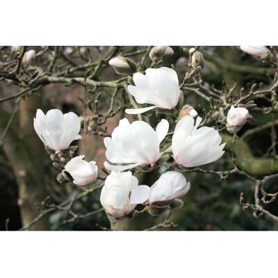 Pflanzen für dich Magnolia Loebneri Wildcat Loebners Magnolie 60-80 cm Pflanzen für dich Magnolia Loebneri Wildcat Loebners Magnolie 60-80 cm