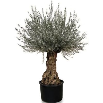 Sunny-Tree Olivenbaum Olea Europea Winterharter Olvenbaum Bonsai 250 cm 120 Jahre Alter Olivenbaum und Fruchttragend Sunny-Tree Olivenbaum Olea Europea Winterharter Olvenbaum Bonsai 250 cm 120 Jahre Alter Olivenbaum und Fruchttragend